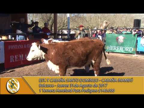 31-08-17 Venta Tnas P. Hereford  PP y Vaca/Vaquillonas Angus PP- Santo Domingo e Inambu - Balcarce