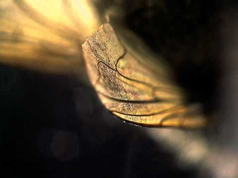 3DMRV: Red Flower & Fly 1080p [3D Motorized Rotational View - Hirox Digital Microscope KH-8700]