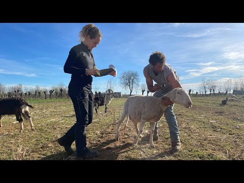 Luana Lamberti A.R.A.Piemonte controllo razza Taccola gregge Luca Degiovanni
