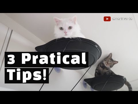 3 Practical Tips For Living With Cats In Studio Apartments!