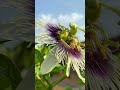Can You Pollinate Passion Fruit Flowers Without Bees
