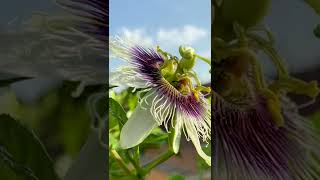 Can you pollinate passion fruit flowers without bees?