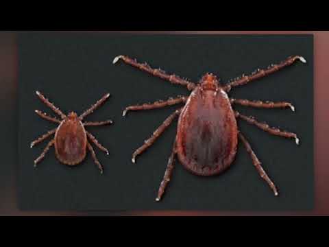 New Tick Invasion