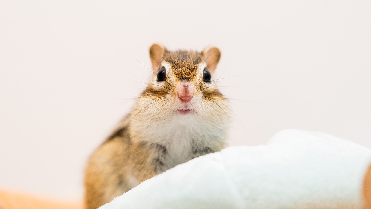 まめたとお別れしました