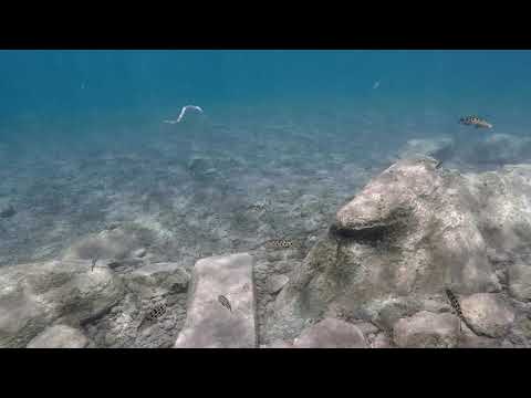 Lepidiolamprologus elongatus a Nondwa