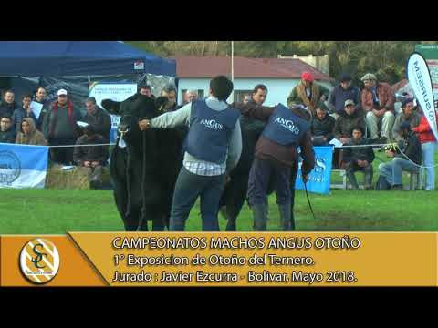 17-05-18 Campeonatos Machos Angus Otoño - Exposicion de Bolivar 2018.