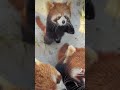 In the front, get out of the way. You're blocking me. #fyp #trending #cute #funny #redpanda #fight