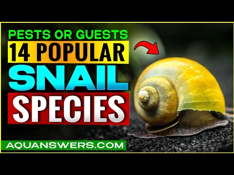 Best Freshwater Snails for Aquariums: A Look at 14 Popular Species!