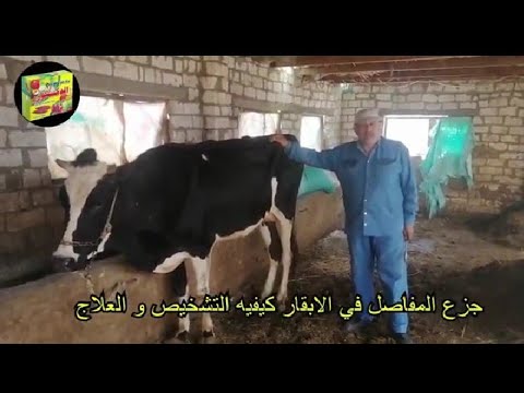 , title : 'علاج جزع المفاصل او فسخ المفصل اونقل المفصل من مكانه في. الابقار والجاموس   كيفيه التعامل مع الحاله'