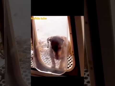 dog #funny #shorts