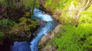 10 Minutes Relax - Crystal Clear River Flowing Through a Lush Green Forest 🌿💦🌲