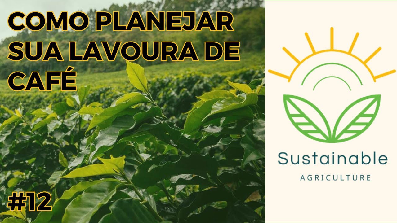 Quais são os principais passos para implementar sua lavoura de CAFÉ ☕☕☕