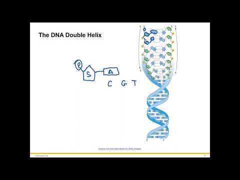 Introduction to Human Genetics