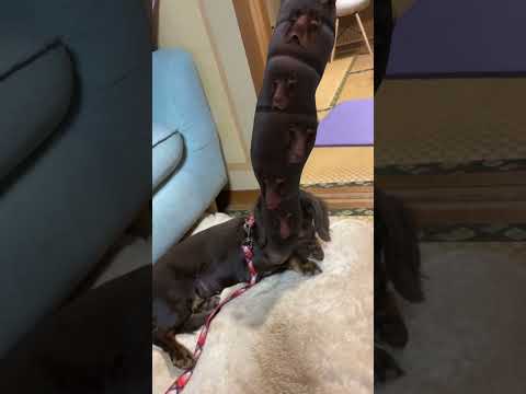 園芸 ミニチュアチュサンヤシ、ドワーフウィンドミルヤシ