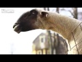 Screaming Goats Compilation