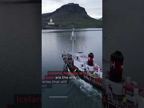 Iceland kills first whales since 2023 after resuming commercial hunt