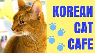 Korean Cat Cafe in Seoul, Korea