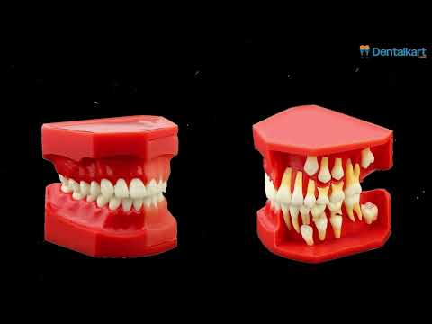 iDENTical Pediatric Development Model Age 9-12 M7013