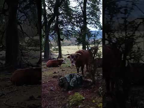 Las habitantes de la #cordillera en una fria mañana de #invierno 2023 #vacas Lago Puelo #argentina