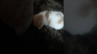 かわいい子猫