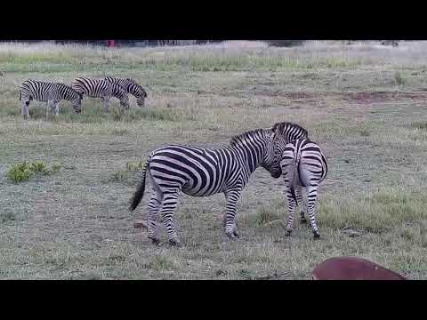 Kwa: Impalas, Zebras and lone Elephant - 14:09 - 05/08/19