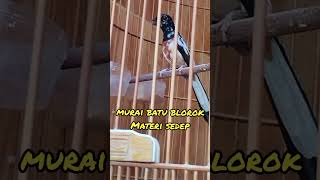 Download lagu Murai batu blorok materi sedep #muraibatublorok #muraibatugacor #muraibatujuara #muraibatuisianmewah mp3