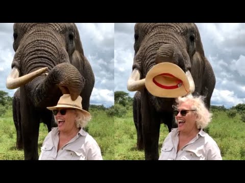 Elephant Steals Hat And Eats It