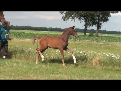 *2017 Stutfohlen von Le Vivaldi - Ruiz Soler  SOLD!!!