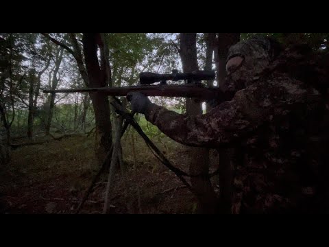 Ræve og Hjortejagt tager meget uventet drejning!