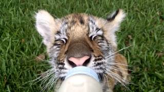 [問卦] 動物園很可愛、實際很兇的動物？