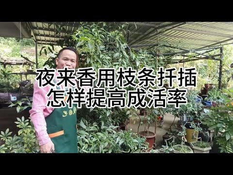 夜來香扦插
