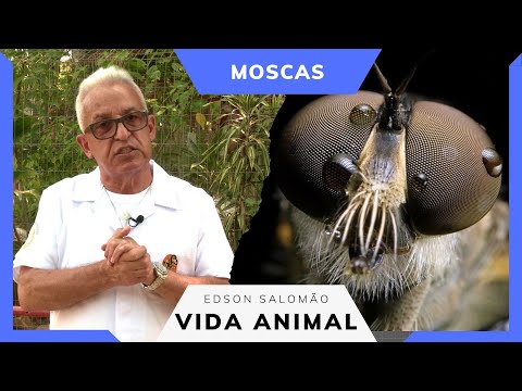 Vida Animal: o que atrai as moscas?