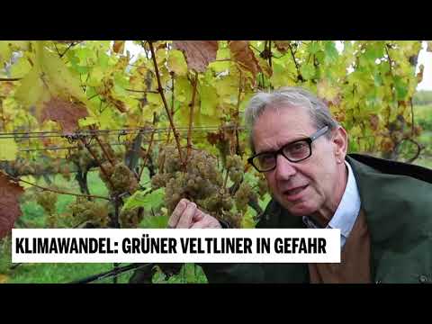 Klimawandel: Grüner Veltliner in Gefahr