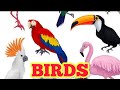 BIRDS/ ENGLISH VOCABULARY -NAMES OF BIRDS