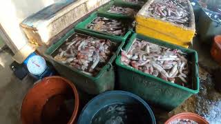 Dagsa ang Pusit, 3 Banyerang Pusit ang Huli ng bawat Bangka Gamit ang Kiwkiw | BillyAillySeaTV