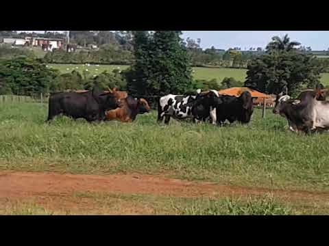 Boiada do rodeio de São Pedro do turvo sp 2017.