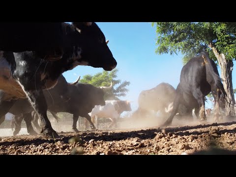 El DRONE se CAE en medio de los TOROS BRAVOS