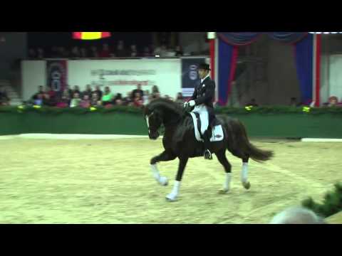 Floriscount v. Florencio I - Donnerhall / Hengstvorführung Vechta 2014 - Böckmann Pferde