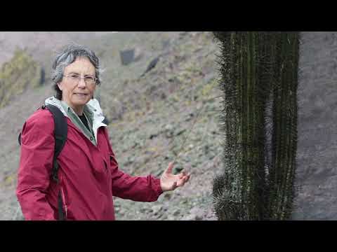 PUNTA GRUESA- INSTALACION DE ATRAPA NIEBLA - RAQUEL PINTO