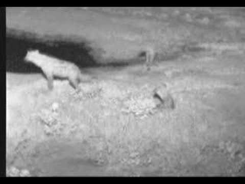 Hyenas 1 2-26-07