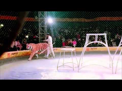 Siberian Tiger vs African Lion size comparison