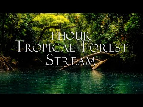 Meditative Nature Sounds | Tropical Forest Stream | Exotic Bird Songs | Mindful Energy | Soothing