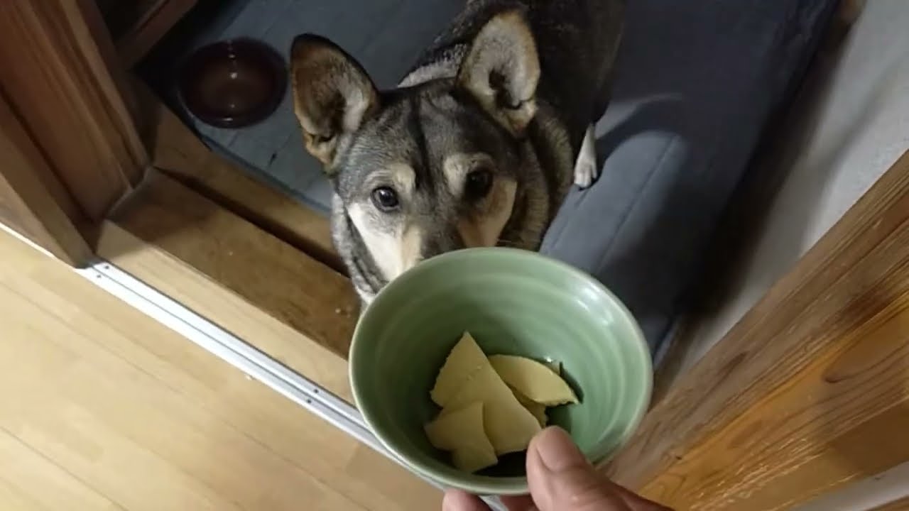 タケノコは掘るより食べるの専門だそうです💧