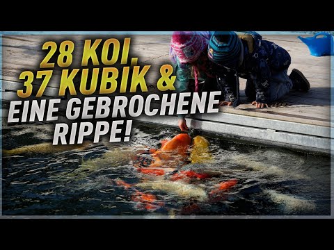 28 Koi, 37 Kubik und eine gebrochene Rippe!
