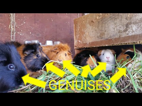 How to Live Like a Guinea Pig