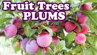 Dwarf Santa Rosa Plum Tree - Pruning Plum Plants Purple Fruits - Planting Types Of Small Fruit Trees