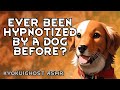 ASMR Hypnotized By Your Therapy Dog Hypnosis Guided Relaxation