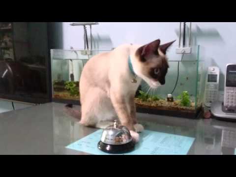 Kelvin's cat rings a service bell for treats