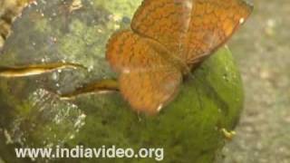 Common Castor or Ariadne merione