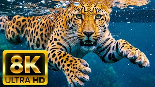 AMAZING WILD ANIMALS | Wonderful 8K Videos - With Nature Sounds (Colorfully Dynamic)